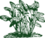 Tropical Plants