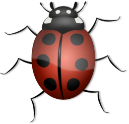 Ladybug