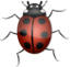 Ladybug