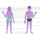 download Human Body Man And Woman With Numbers clipart image with 270 hue color