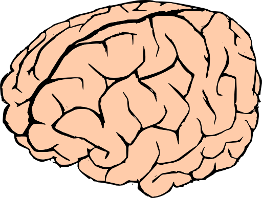 Brain