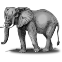 Colored Elephant