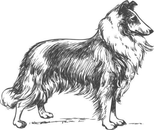 Collie Grayscale