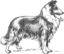 Collie Grayscale