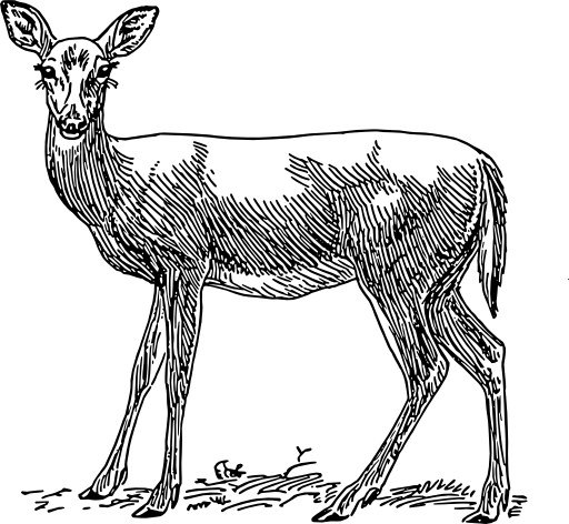 Doe 1