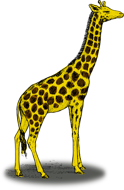 Colored Giraffe