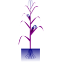 download Maize Plant clipart image with 180 hue color