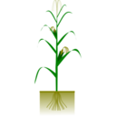 Maize Plant