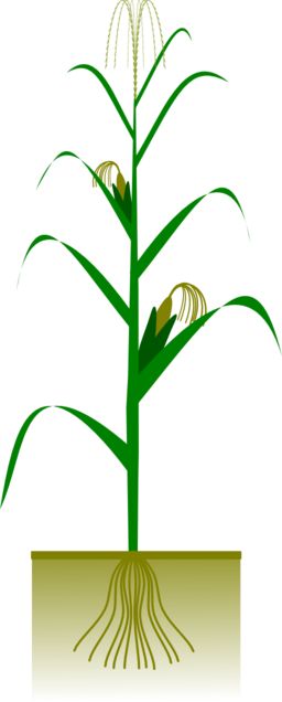 Maize Plant