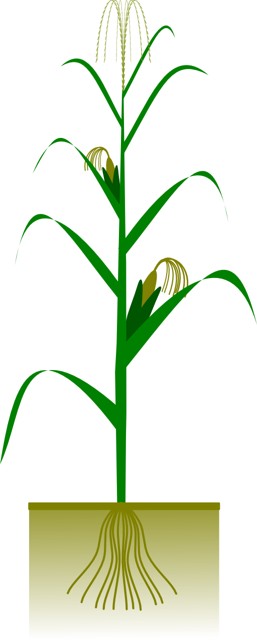 Maize Plant