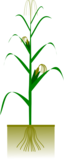 Maize Plant
