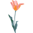 download Tulip clipart image with 45 hue color