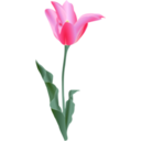 Tulip