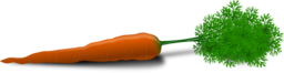 Carrot