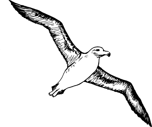 Albatross 2