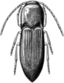 Alyma Lawlerae