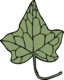 Ivy Leaf 5