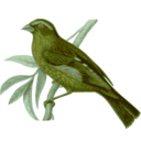 download Carpodacus Vinaceus Male clipart image with 45 hue color