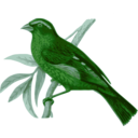 download Carpodacus Vinaceus Male clipart image with 90 hue color
