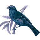 download Carpodacus Vinaceus Male clipart image with 180 hue color