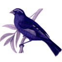 download Carpodacus Vinaceus Male clipart image with 225 hue color