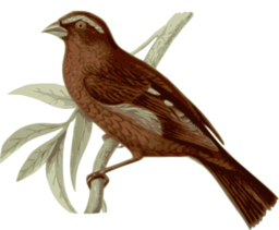 Carpodacus Vinaceus Male
