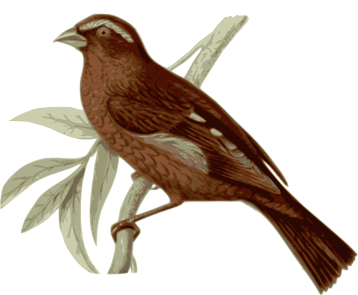Carpodacus Vinaceus Male