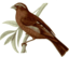 Carpodacus Vinaceus Male