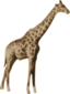 Jirafa