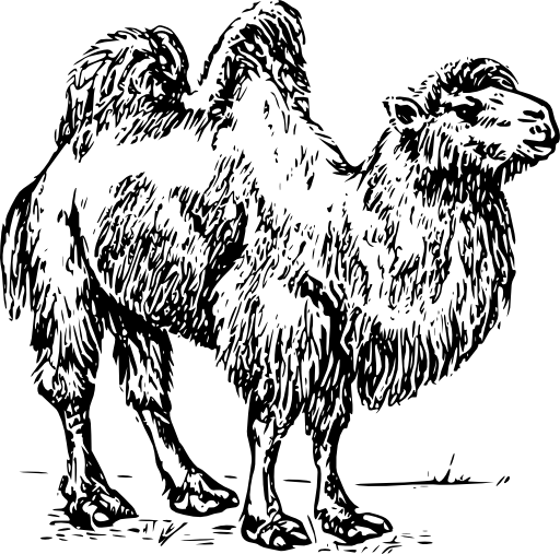 Camel 01