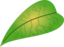 Green Leaf