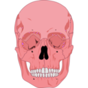 download Human Skull clipart image with 315 hue color