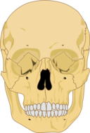 Human Skull