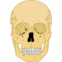 download Human Skull clipart image with 0 hue color