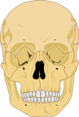 Human Skull