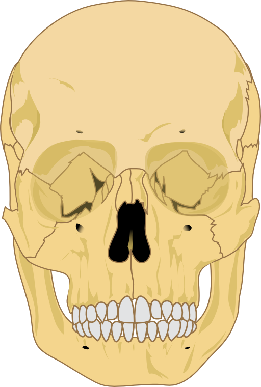 Human Skull