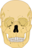 Human Skull