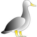 Jonathons Duck