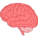 Brain In Profile