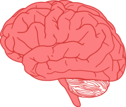 Brain In Profile