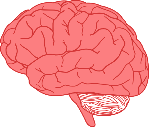 Brain In Profile