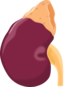 Kidney