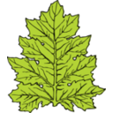 download Acanthus Leaf clipart image with 0 hue color