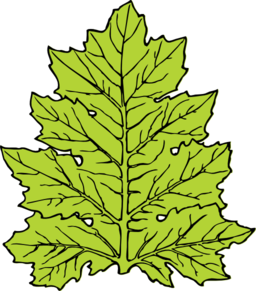 Acanthus Leaf