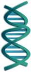 Dna