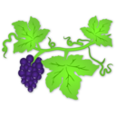 Grapes