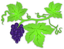 Grapes