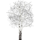 Leafless Birch