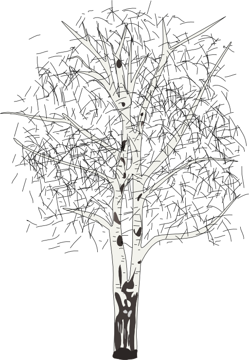 Leafless Birch