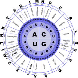 Genetic Code Rna